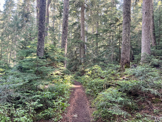 Trail through a forest of tall trees with brush on the sides of the trail. 