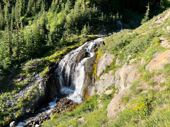 Upper Heather Canyon Falls along the Timberline Trail on Mount Hood. Smallish waterfall surrounded by trees on the left side and bushes on the right. 
