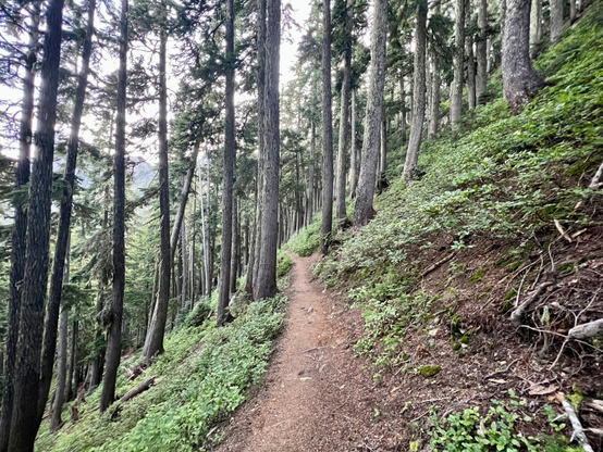 Forested trail of the Alpine Lakes section of the PCT. Tall trees line the trail with green shrubs.