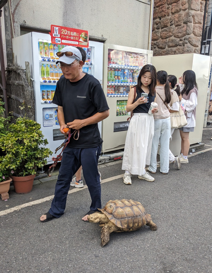 A man is walking with a turtle.
In the background, a young woman is photographing the scene with interest.