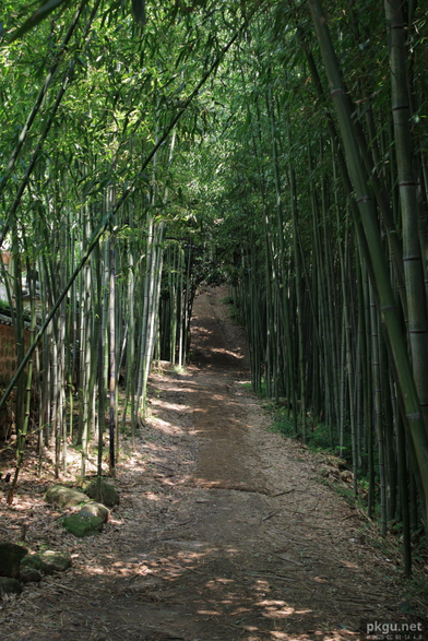 Bamboo forest in Baegundong Wonrim, Jeonnam, Korea.