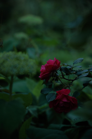Two vibrant pink roses surrounded by lush, dark green foliage, creating a serene and intimate garden scene.