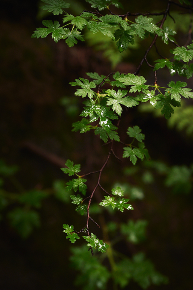 A branch with small, glossy green leaves, softly lit against a dark, blurred background.