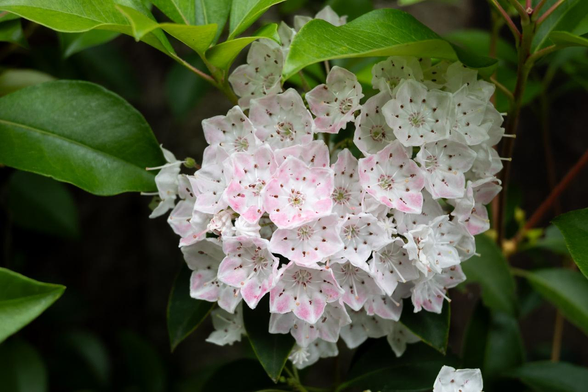 自身の葉に半分隠れる感じで半球状に、ややピンク味を帯びた白の花を咲かせるカルミア。/ 2025.05.26 御所南小学校付近から