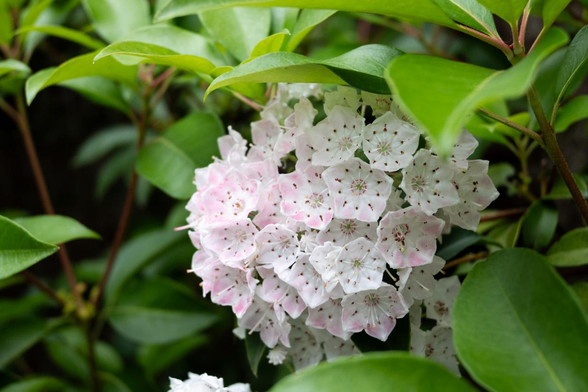 自身の葉に半分隠れる感じで半球状に、ややピンク味を帯びた白の花を咲かせるカルミア。/ 2025.05.26 御所南小学校付近から