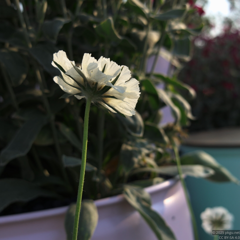 The white flower in Boramae Park, Seoul, Korea.