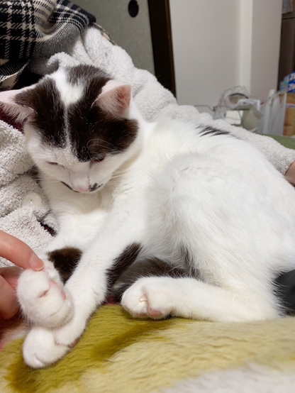 お膝の上で、肉球をつむつむつつかれている猫