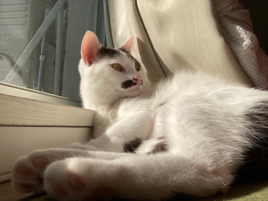 窓辺で気だるげにもたれている猫
