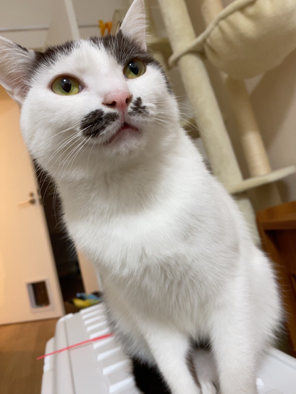 机の上に座ってこちらに顔を近づけている様子がアップになっている猫