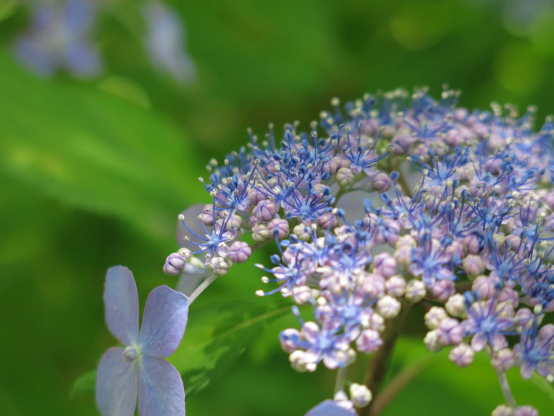 青紫色のアジサイの花