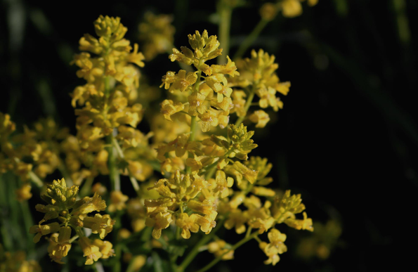 Close up photograph of clusters of open yellow flowers in the sunlight, with their green stems and dark background.