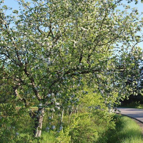 Photograph of a mature apple tree, with fresh young green leaves and covered in white flowers, alongside a paved road in the middle of other small trees, under a bright blue sky.

There are many of these apple trees in my area, in abandoned fields and along the roads. They appear to be escapees from very old orchards and they have naturalized over time. I've heard that local growers are trying to reproduce these trees, in an effort to revive ancestral varieties of apples that are well adapted to the harsh climate.