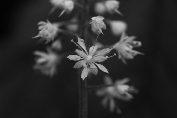 Macro photograph of a cluster of small white flowers only 5 mm in size, distributed around a stem, with the lower ones fully open and the higher ones only buds, against a dark background. The flowers have five  sepals, five longer petals, ten long stamens with visible anthers at the end, and an elongated pistil in the middle.

Heart-leaved foamflower (Tiarella cordifolia)