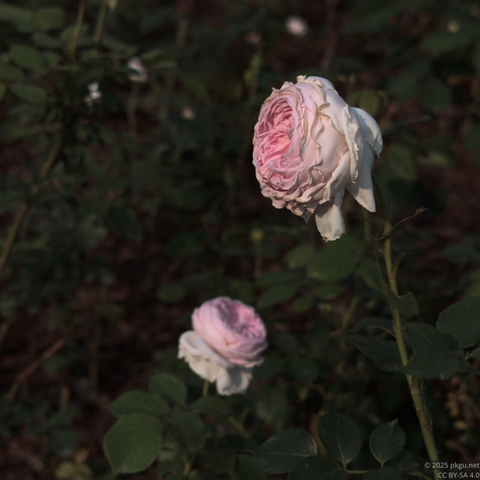 A blooming rose.