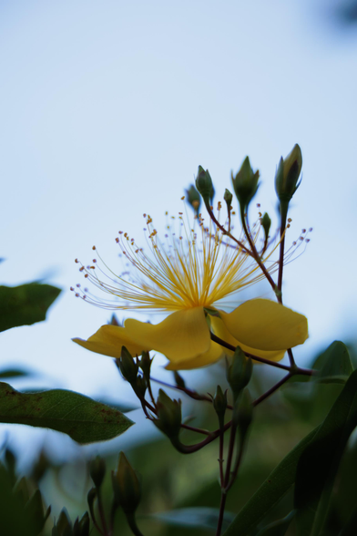 A vibrant yellow flower with long, delicate stamens surrounded by green buds against a soft blue sky.