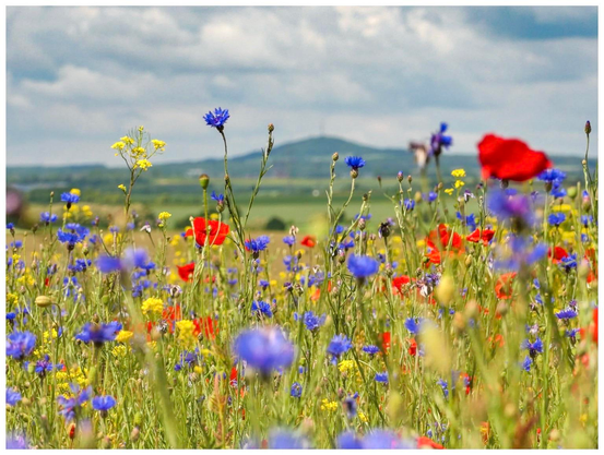 A vibrant wildflower field featuring an array of colorful blossoms, including blue, yellow, and red flowers, with rolling green hills and a cloudy sky in the background.