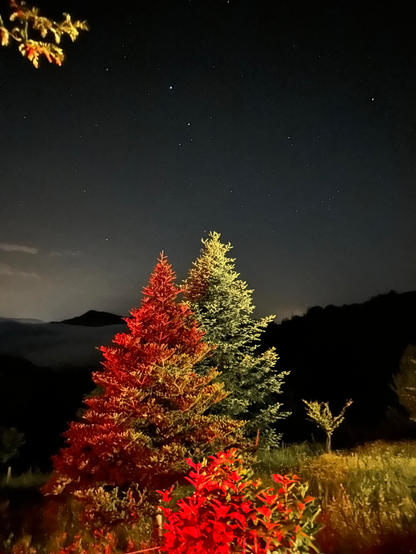 
Una imagen nocturna de dos coníferas iluminados artificialmente, uno de color rojo anaranjado y otro verde amarillento, que se destacan contra un cielo nocturno estrellado. Al fondo, se observa una línea de montañas cubiertas de niebla y, en primer plano, vegetación baja iluminada en rojo. El cielo está oscuro y salpicado de estrellas.