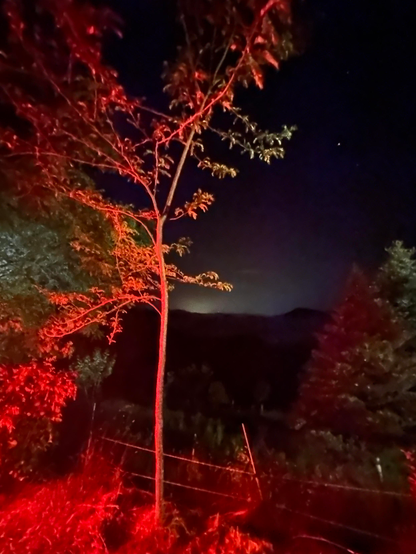 Una imagen nocturna de un árbol delgado y de ramas delgadas iluminado con una luz roja intensa. El árbol se encuentra en primer plano, con un fondo oscuro que sugiere colinas o montañas a la distancia.  Un cielo nocturno estrellado es visible detrás del árbol. Una cerca de alambre se ve en el suelo frente al árbol. La luz roja crea un efecto dramático en la escena.