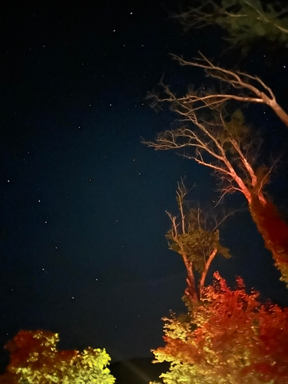 
Vista nocturna hacia arriba de un cielo estrellado.  Se ven varias ramas de árboles desnudos y otros con hojas de tonos rojizos y amarillentos, iluminados posiblemente por una fuente de luz artificial. El cielo es oscuro y está salpicado de numerosas estrellas. La escena transmite una sensación de tranquilidad nocturna en un entorno natural.