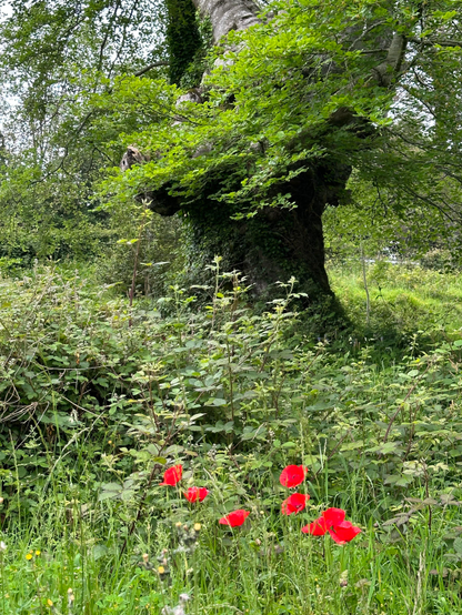 
Un imponente árbol, posiblemente un haya, con un tronco grueso y retorcido, parcialmente cubierto de musgo, se alza en un bosque exuberante. Sus ramas, densamente cubiertas de hojas verdes, se extienden por encima de un sotobosque de vegetación baja.  Entre la maleza verde, varias amapolas rojas vibrantes añaden un toque de color intenso al paisaje. La escena evoca una sensación de paz y la belleza natural de un entorno boscoso.