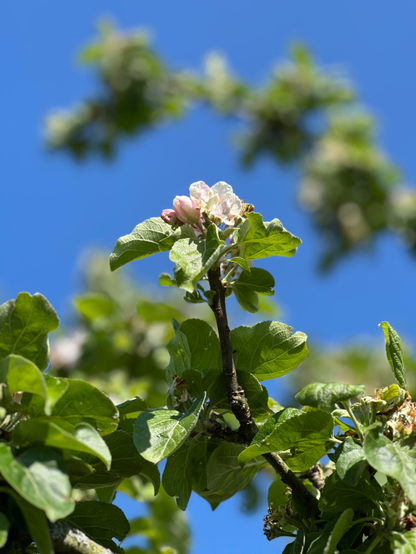 Retrato 


Una rama de manzano con hojas verdes vibrantes contra un cielo azul claro. En el centro de la imagen, un grupo de flores de manzano de color rosa pálido y blanco están en plena floración. Se ven otras flores de manzano desenfocadas en el fondo, sugiriendo un huerto o un árbol con muchas flores. La escena es brillante y soleada, evocando la primavera o el comienzo del verano.
