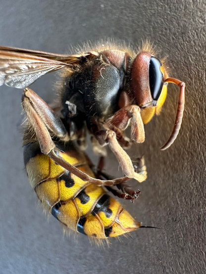 
Una avispa asiática (Vespa crabro) se muestra de cerca, vista desde un ángulo ligeramente elevado. Su cuerpo es principalmente marrón oscuro y negro, con un abdomen amarillo y negro distintivo segmentado.  Sus alas membranosas son de un color marrón ámbar translúcido. Se aprecia un gran ojo compuesto oscuro y brillante. La avispa parece estar posada sobre una superficie gris oscura con textura.