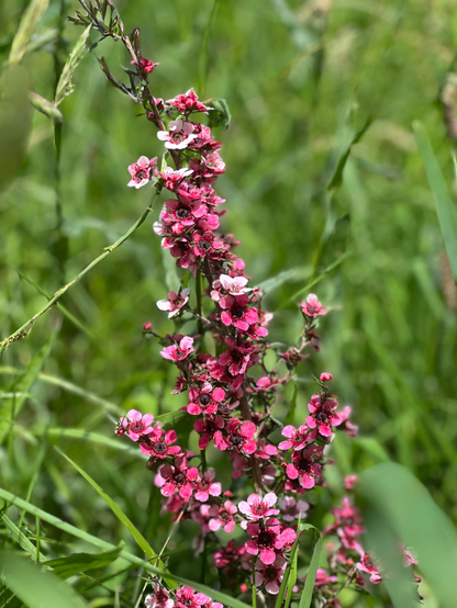 Una planta con tallos delgados y numerosos ramilletes de flores rosadas y blancas. Las flores son pequeñas y tienen múltiples pétalos. La planta se encuentra en un entorno de hierba verde.