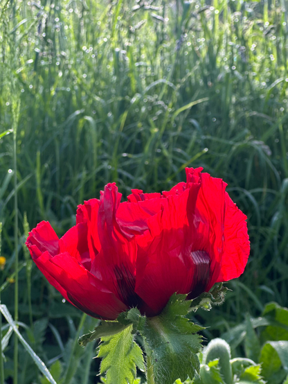 Retrato a contra luz de amapola oriental roja, sus grandes pétalos rojos hacen de cortina semitransparente para el fondo verde de hierba alta. 