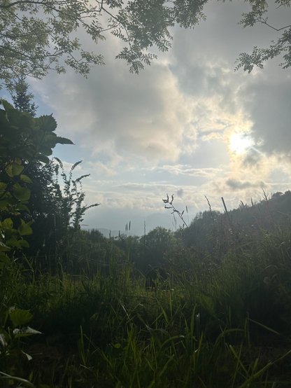 
Vista desde el nivel del suelo a través de la hierba alta y la vegetación, hacia un cielo parcialmente soleado y nublado.  Ramas de árboles enmarcan la parte superior de la imagen. En la distancia, se vislumbra una línea de árboles y colinas bajo un cielo con nubes blancas y grises. El sol se ve parcialmente oculto entre las nubes. La escena evoca una sensación de paz y tranquilidad en la naturaleza.