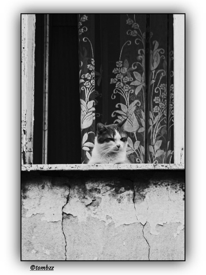 A black-and-white photograph captures a cat sitting in an open window. The cat has white fur with dark spots on its head, and its gaze is focused, as if watching the outside world. The old window, showing signs of wear, is fully open, revealing the space beyond. Below the window, a section of cracked wall is visible. Inside the room, near the window, there is a delicate curtain with a subtle pattern.