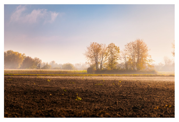 **Motiv:** Das Bild zeigt eine weitläufige Landschaft mit einem Acker im Vordergrund, der von fruchtbarer Erde geprägt ist. Im Hintergrund stehen einige Bäume, deren Blätter bereits herbstlich gefärbt sind. Die Szenerie wirkt friedlich und ruhig, mit einem Hauch von Nebel, der die Aussicht sanft umgibt.

**Stimmung und Wirkung:** Die Atmosphäre des Bildes ist beruhigend und harmonisch. Die sanften Farben und das sanfte Licht vermitteln ein Gefühl von Morgenruhe und laden zur Entspannung ein. Es kann eine nostalgische Stimmung hervorrufen, die an die Natur und ihre Schönheit erinnert.

**Technische Details:** Die Farbpalette ist geprägt von warmen Gold- und Grüntönen, gemischt mit sanften Blautönen des Himmels. Das Licht ist weich und diffus, was der gesamten Szene eine sanfte und verträumte Note verleiht. Die Komposition ist harmonisch, mit einer klaren Trennung zwischen dem Vordergrund und dem Hintergrund.