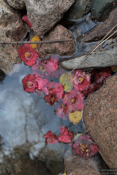 The fallen red flowers in the water.