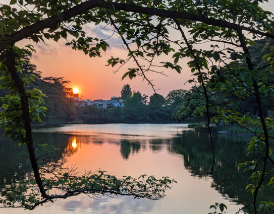Ein Sonnenuntergang spiegelt sich in einem Teich.
Das Bild wird von grün belaubten Zweigen eingerahmt. 