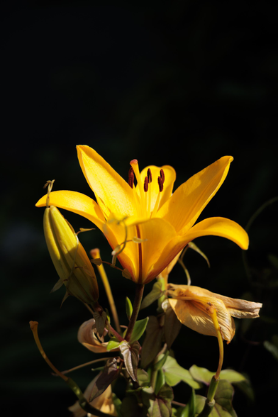 A vibrant yellow lily blooms against a dark background, showcasing its delicate petals and reproductive features.
