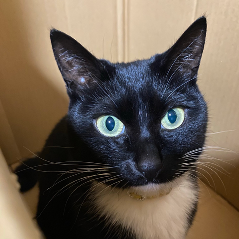 A close-up of a black and white cat with striking yellow eyes, sitting inside a cardboard box.