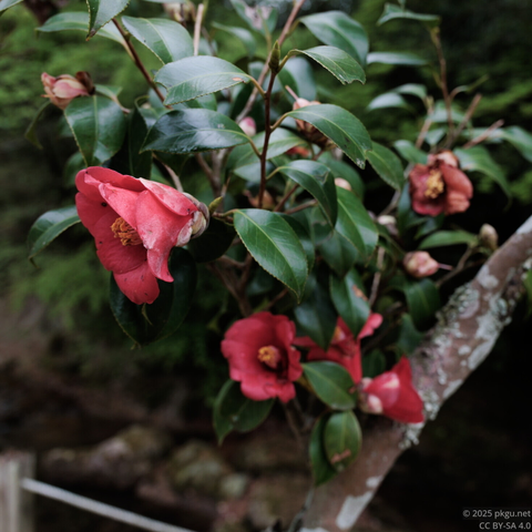 The Red flowers in Daeheungsa, Samsan-myeon, Haenam-gun, Jeollanam-do, Korea.