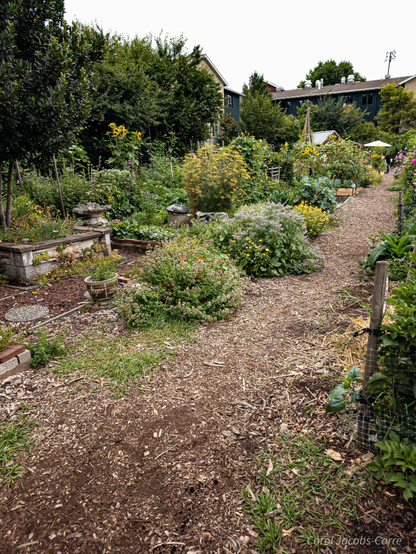  a set of photos of sections of the Picardo Farm P-Patch, with lots of flowers, squash, beans and tomatoes, typical fall produce. #1.shows stone beds in the older gardens