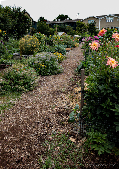 a set of photos of sections of the Picardo Farm P-Patch, with lots of flowers, squash, beans and tomatoes, typical fall produce. # 2. shows lots of flowers! 