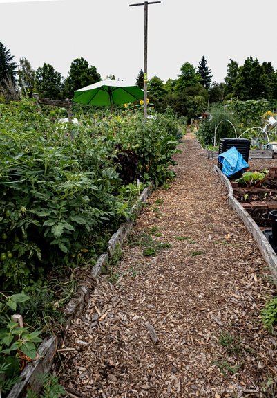  a set of photos of sections of the Picardo Farm P-Patch, with lots of flowers, squash, beans and tomatoes, typical fall produce. # 3. has some nice vegetable beds, tomatoes, squash, basil, etc