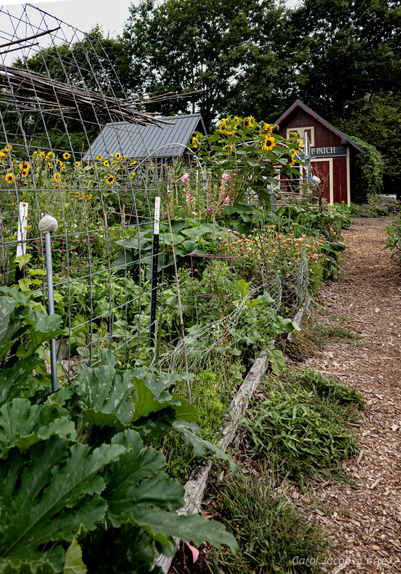  a set of photos of sections of the Picardo Farm P-Patch, with lots of flowers, squash, beans and tomatoes, typical fall produce. #4. shows the garden tool shed and picnic area. 