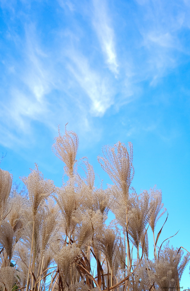 Miscanthus seedheads in tawny shades reach up into a bright blue sky with streaks of bright white cirrus clouds. Seattle, Washington, USA