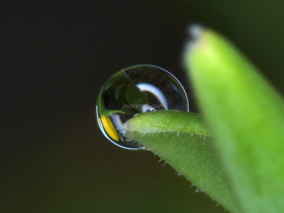 Drop, closeup, color, photo