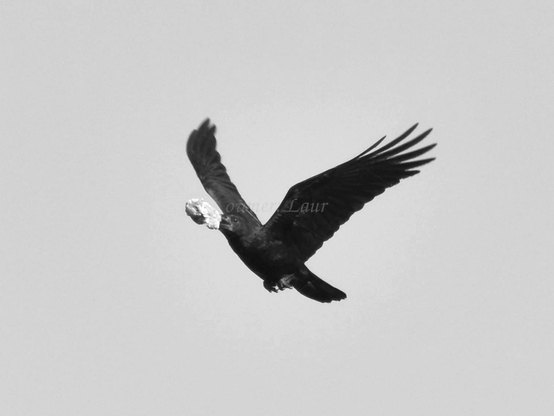 Bird, black and white, photo