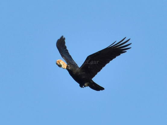 Bird, color, photo
