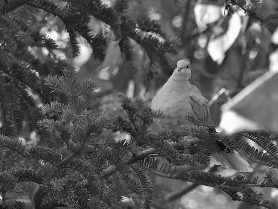 Bird, black and white, photo