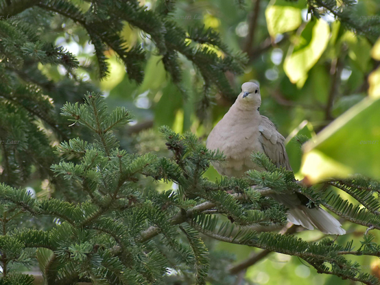 Bird, color, photo