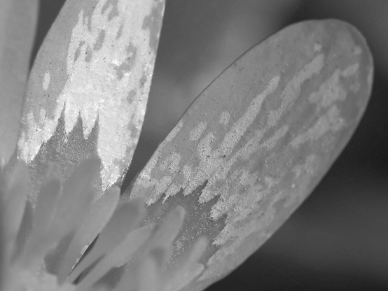 Flower, macro, black and white, photo