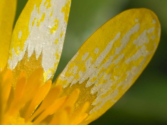 Flower, macro, color, photo