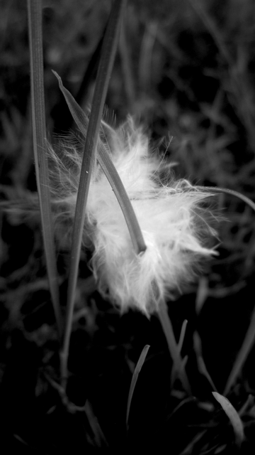Fotografía en blanco y negro de una pluma ensartada en una brizna de hierba