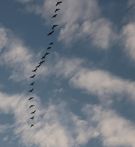 Photograph of a row of flying Canada geese in blue sky with white clouds. 
